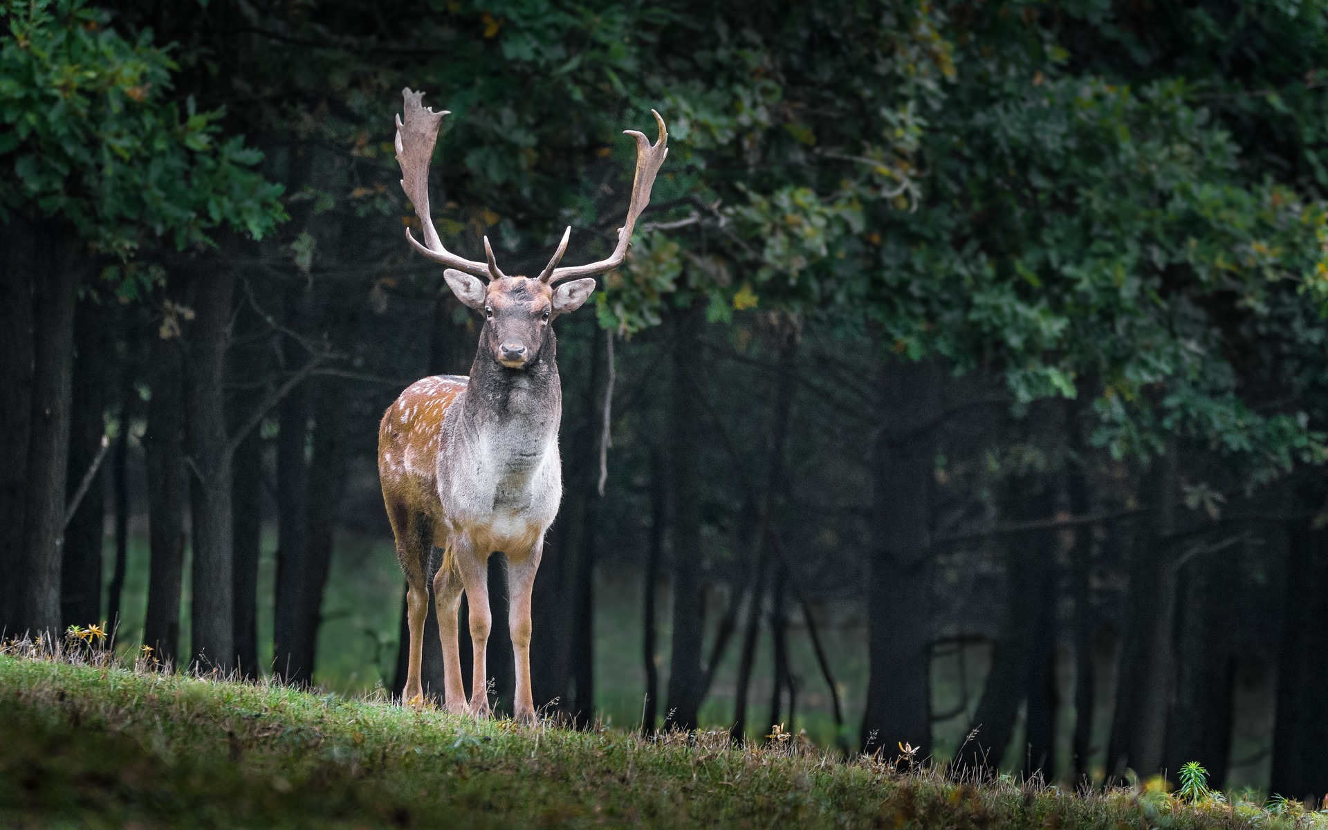 fallow-deer-984573_1920